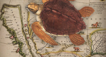 зачем моряки веками мучили черепах - фото - 1